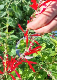 Alternative view of Serpe forgée en acier recyclé